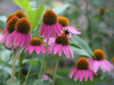 Echinacea and Bee - bee on purple cone flowers/echinacea