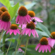 Echinacea and Bee - bee on purple cone flowers/echinacea