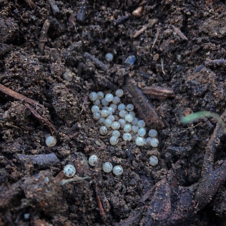 Identifying Insect Eggs