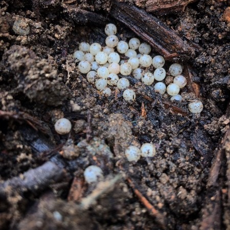 Identifying Insect Eggs