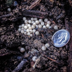 Identifying Insect Eggs - cluster of small white eggs in the soil with a dime for size reference