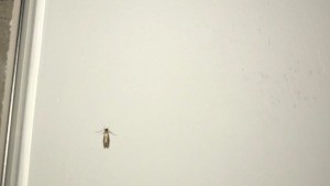 Identifying Flying Insects Indoors - brown flying insect in bathroom