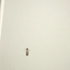 Identifying Flying Insects Indoors - brown flying insect in bathroom
