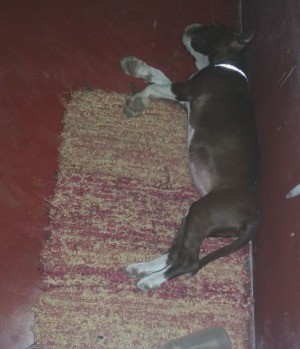 Average Weight and Height for a Pit Bull Puppy - black and white puppy lying on a rug