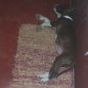 Average Weight and Height for a Pit Bull Puppy - black and white puppy lying on a rug