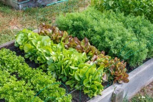 Now Is the Time for a Victory Garden - raised beds with leaf lettuce and other crops