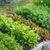 Now Is the Time for a Victory Garden - raised beds with leaf lettuce and other crops