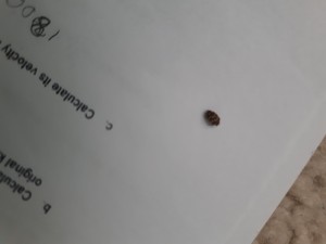 Identifying Bug and Keeping Them Outside - small bug on a piece of paper
