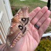 Polyphemus Moth - moth on hand