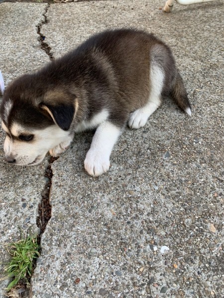 What Breed Is My Husky?