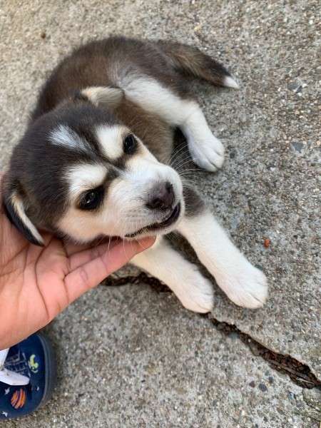 What Breed Is My Husky?