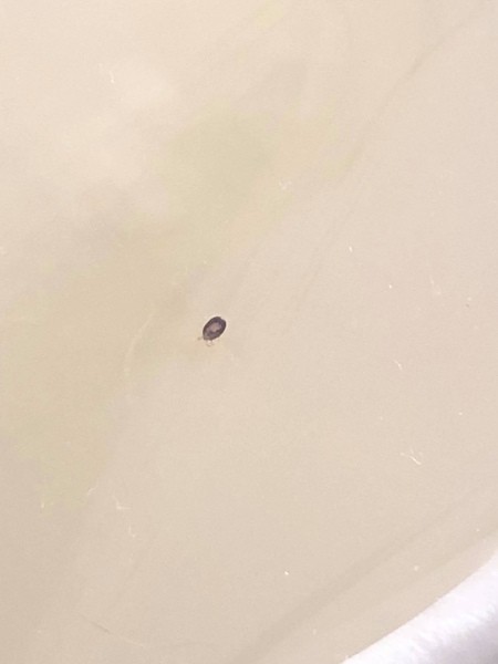 Identifying Small Black Biting Bugs