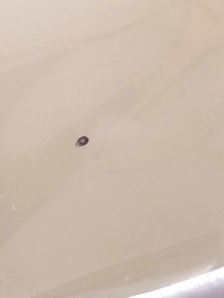 Identifying Small Black Biting Bugs