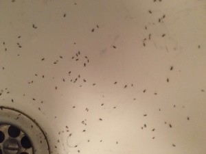Identifying a Household Bug - tiny black bugs in the sink