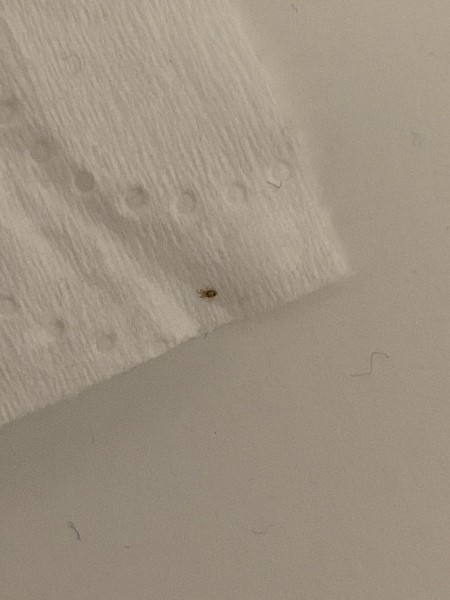 Identifying Tiny Bugs in the Bedroom