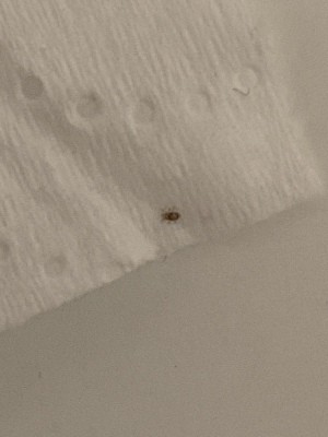 Identifying Tiny Bugs in the Bedroom - little bug