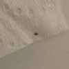 Identifying Tiny Bugs in the Bedroom - little bug