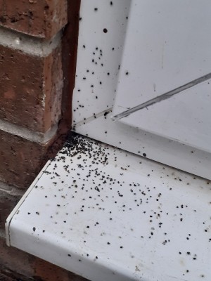 Bugs Coming Out of Patio Door - small black bugs coming out of door