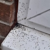 Bugs Coming Out of Patio Door - small black bugs coming out of door