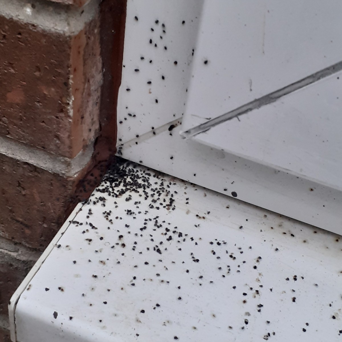 Bugs Coming Out of Patio Door? ThriftyFun