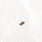 Identifying Tiny Bugs Outside