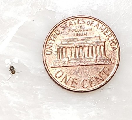 Identifying Tiny Bugs Outside