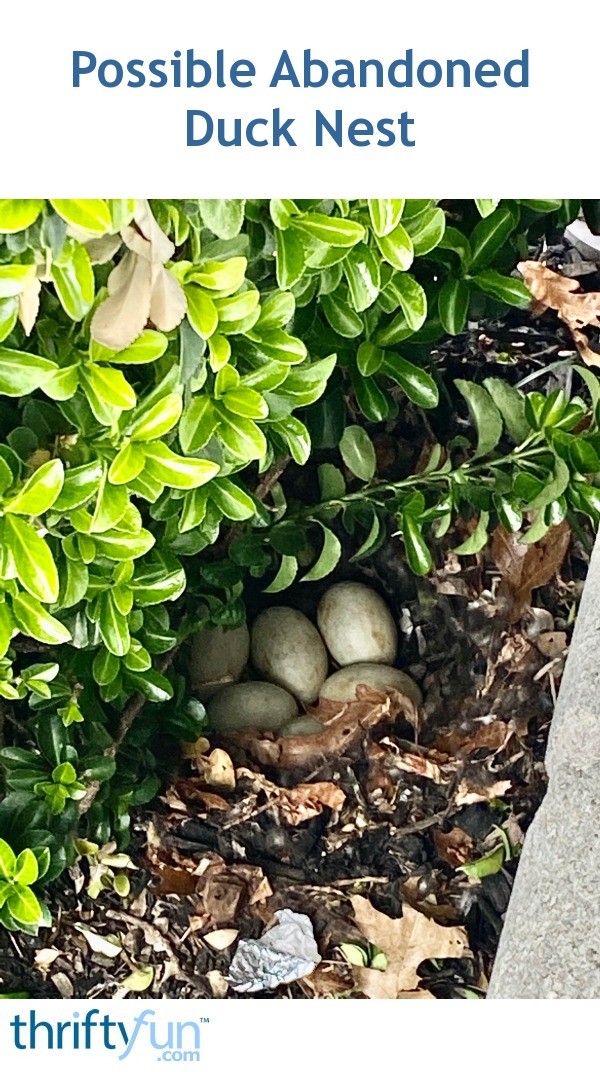 Possible Abandoned Duck Nest? ThriftyFun