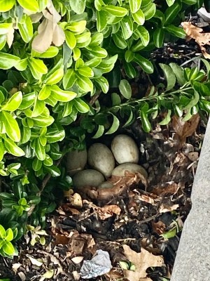 Possible Abandoned Duck Nest - nest with eggs down in garden mulch
