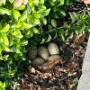 Possible Abandoned Duck Nest - nest with eggs down in garden mulch