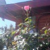 Rose Celebrating a New Day - pink rose bloom with two buds one on either side that look like arm raised up in celebration
