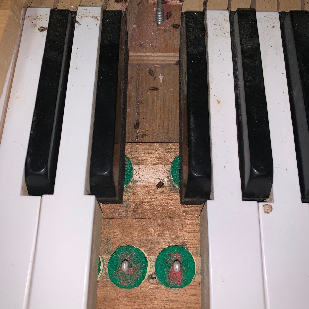 Identifying Bugs Found Inside a Piano? ThriftyFun