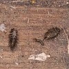 Identifying Bugs Found Inside a Piano - closeup of the bugs