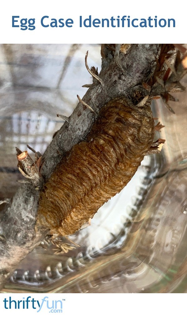 Egg Case Identification? ThriftyFun