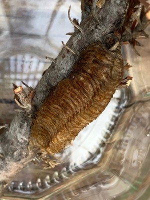 Egg Case Identification - possible praying mantis egg case