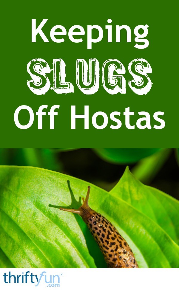 Keeping Slugs Off Hostas | ThriftyFun