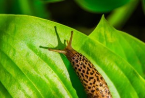 Leopard slug on hosta leaf.
