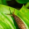 Leopard slug on hosta leaf.