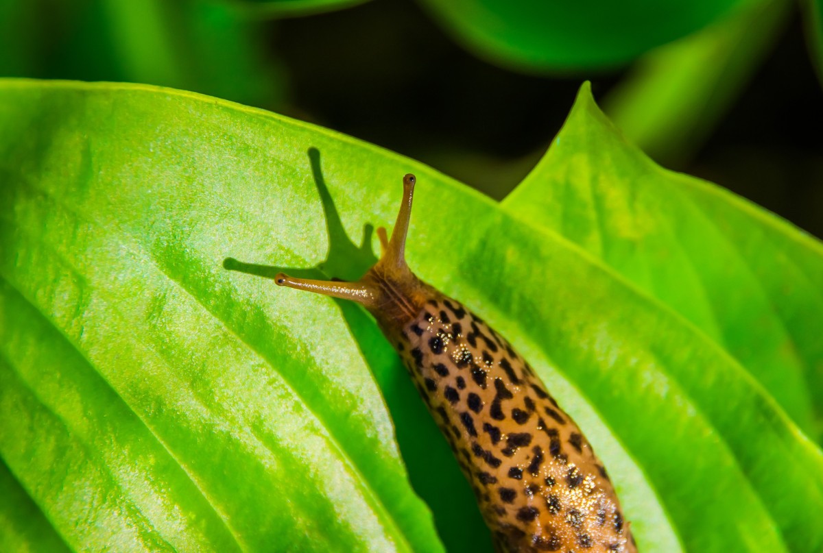 keeping-slugs-off-hostas-thriftyfun