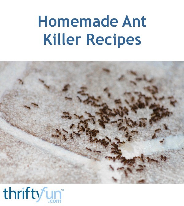 Homemade Ant Killer Recipes ThriftyFun