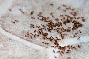 Ants on a carpet
