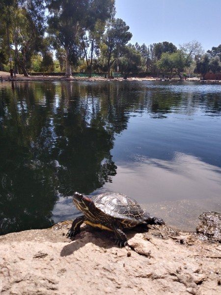 Tame Turtle - turtle on the bank of a pond or lake