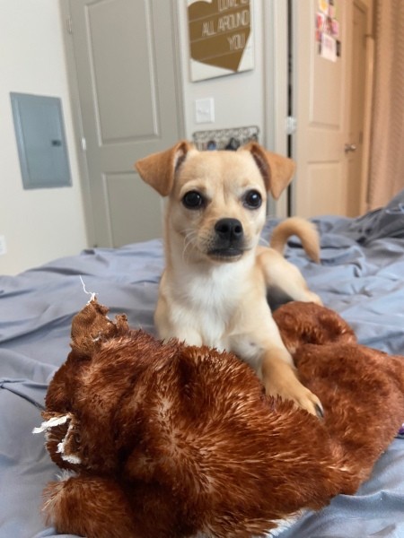 What Is My Chihuahua Mixed With?