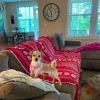 What Is My Chihuahua Mixed With? -tan dog on the couch