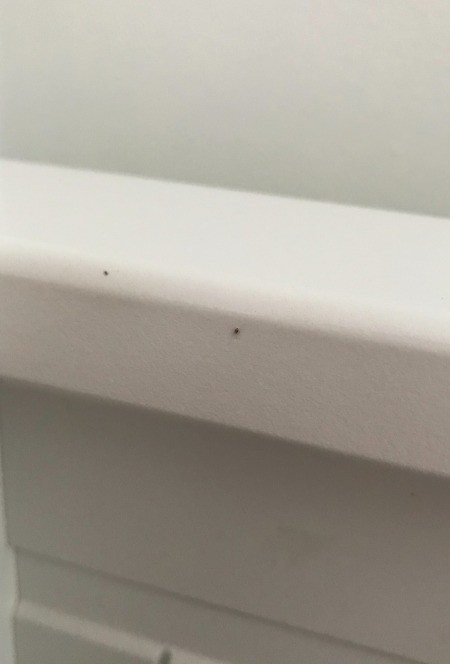 Identifying Tiny Household Bugs