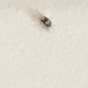 Identifying Tiny Household Bugs - two tone bug