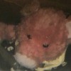 Identifying a Stuffed Toy Pig - closeup of the head