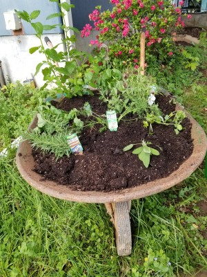 Recycled Wheelbarrow Herb Garden - herbs growing in an old wheelbarrow