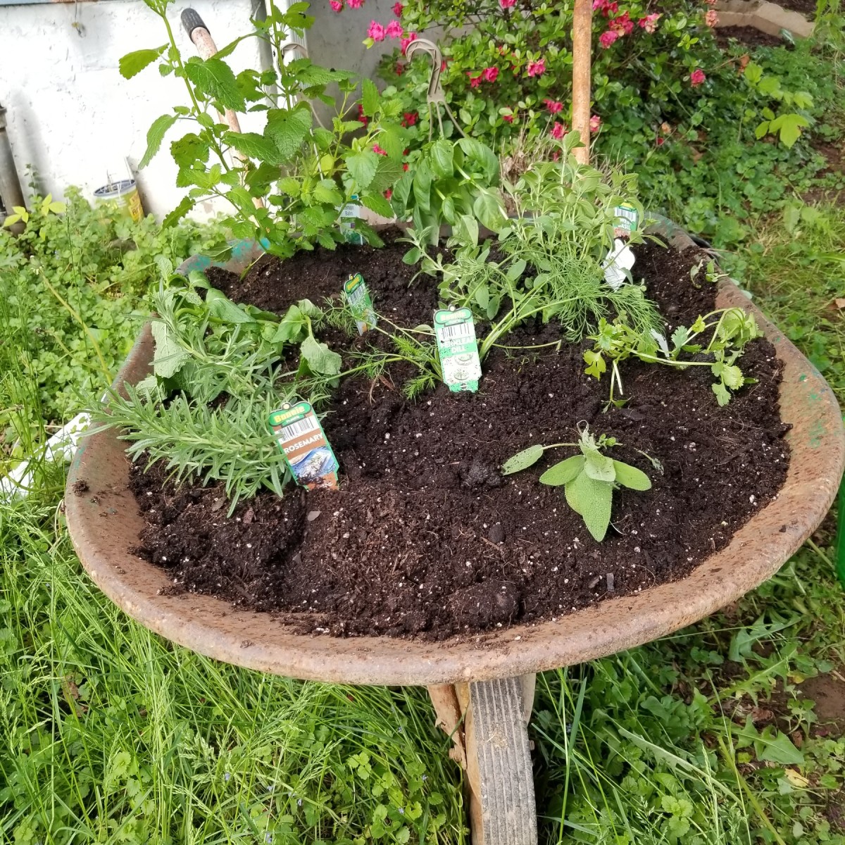 Recycled Wheelbarrow Herb Garden ThriftyFun