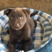 How Can I Tell If a Dog is a Pit Bull? - brown puppy in a dog bed