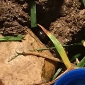 Caring for a Roly Poly - roly poly next to a rock